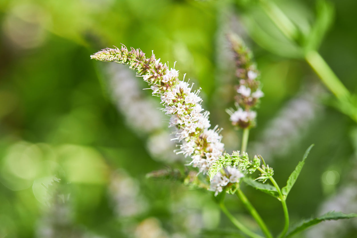 Black Cohosh for Perimenopause Symptoms
