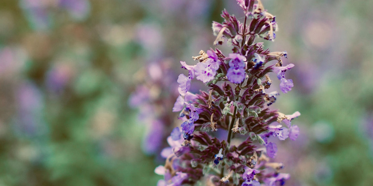 Chaste Tree Berry Extract for Women 40+ from Wile