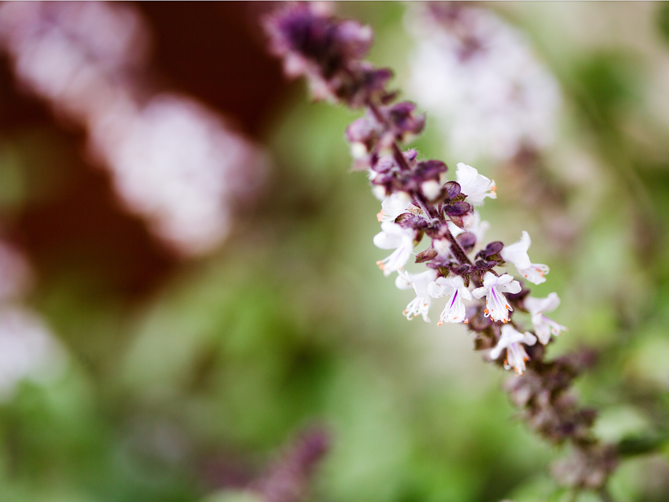 Holy Basil for Stress and Occasional Anxiety Wile