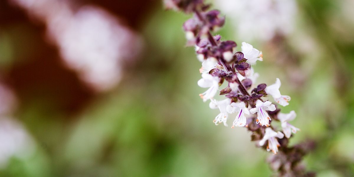 Holy Basil for Stress and Occasional Anxiety