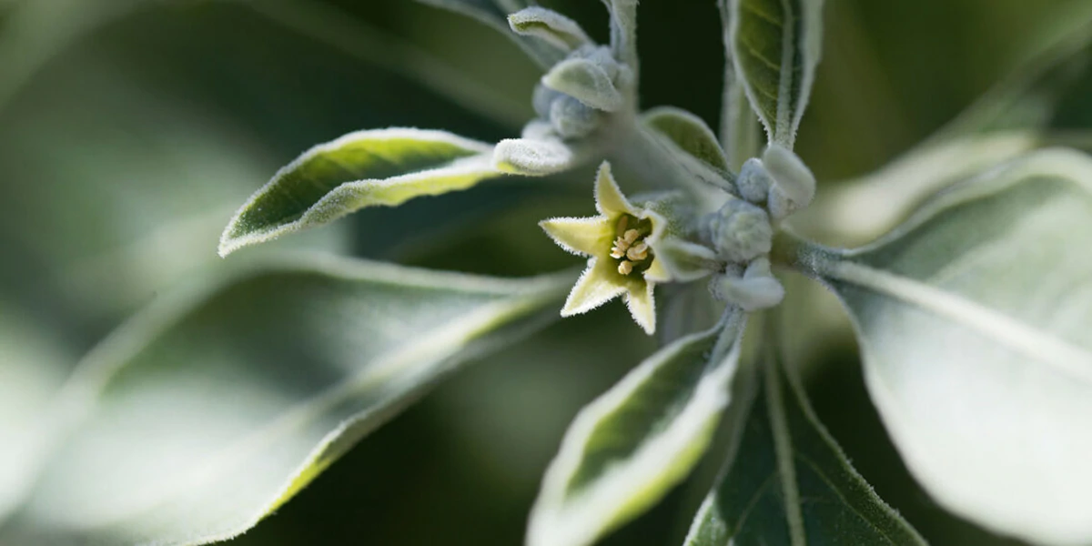 Learn about ashwagandha with Wile