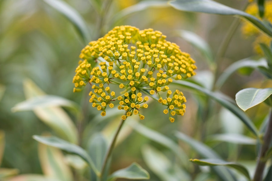 Bupleurum for Mood & Stress Eating from Wile. ID: a close-up photo of small yellow flowers coming from a single stalk. The background is blurred but shows other stems and leaves.