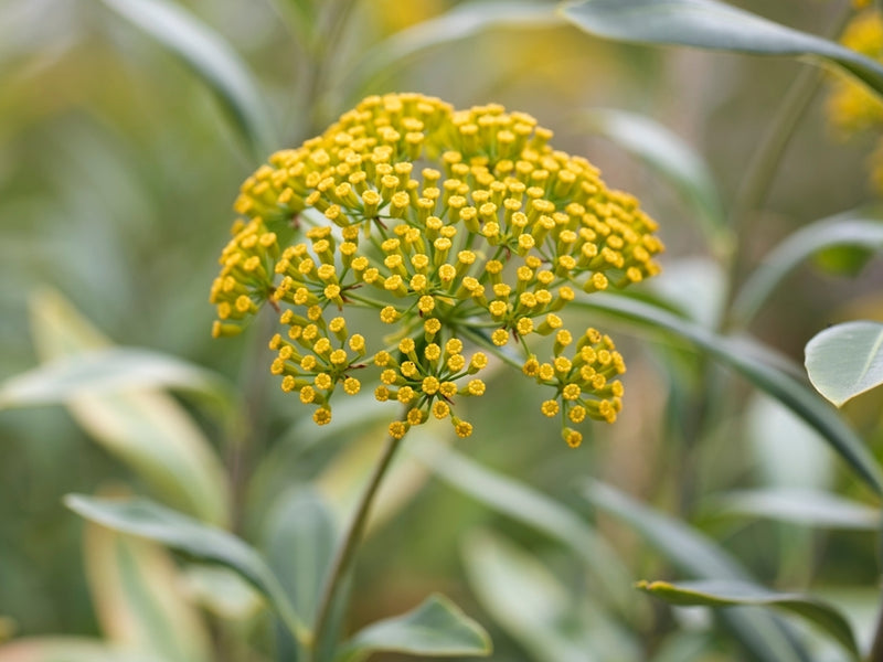 Bupleurum for Mood & Stress Eating from Wile. ID: a close-up photo of small yellow flowers coming from a single stalk. The background is blurred but shows other stems and leaves. 