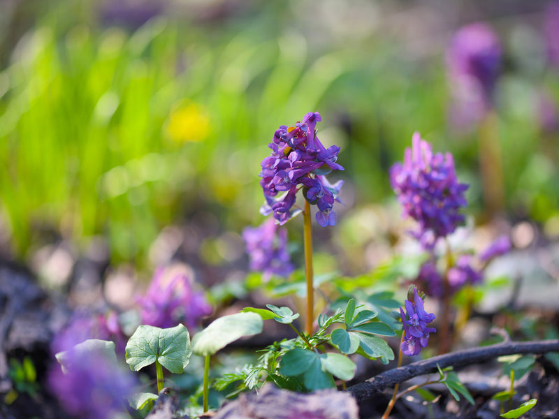 Corydalis for Women’s Midlife Stress from Wile. ID: a purple corydalis flower with a cluster of leaves at the bottom in a meadow.