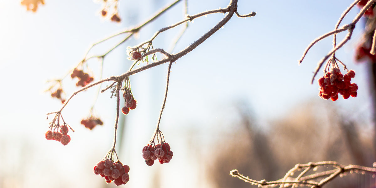 Cramp Bark for PMS After 40 from Wile, Cramp bark berries against a blue sky