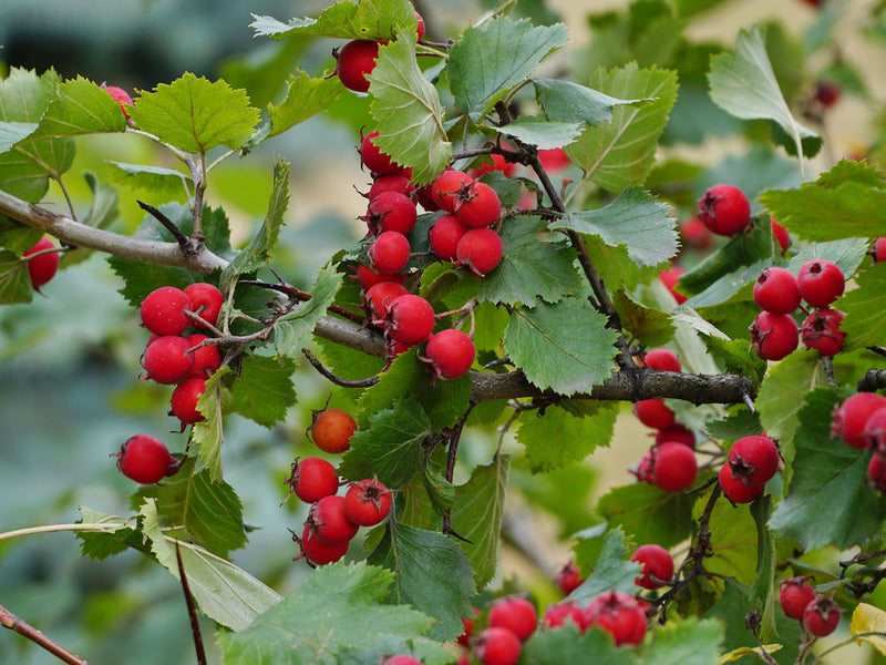 Hawthorn Berry for Women’s Stress Relief from Wile. ID: Bright red berries with a star-shaped black structure on the end scattered through a branch with lots of serrated green leaves. 