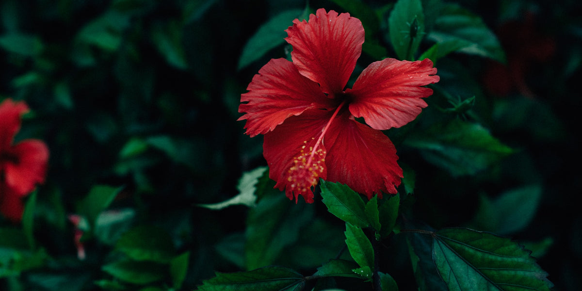 Hibiscus for Sleep & Women’s Stress Relief from Wile. ID: A closeup photo of a red hibiscus flower against a leafy green background