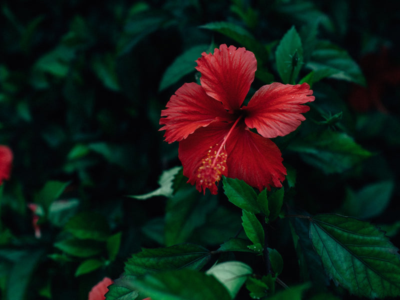 Hibiscus for Sleep & Women’s Stress Relief from Wile. ID: A closeup photo of a red hibiscus flower against a leafy green background