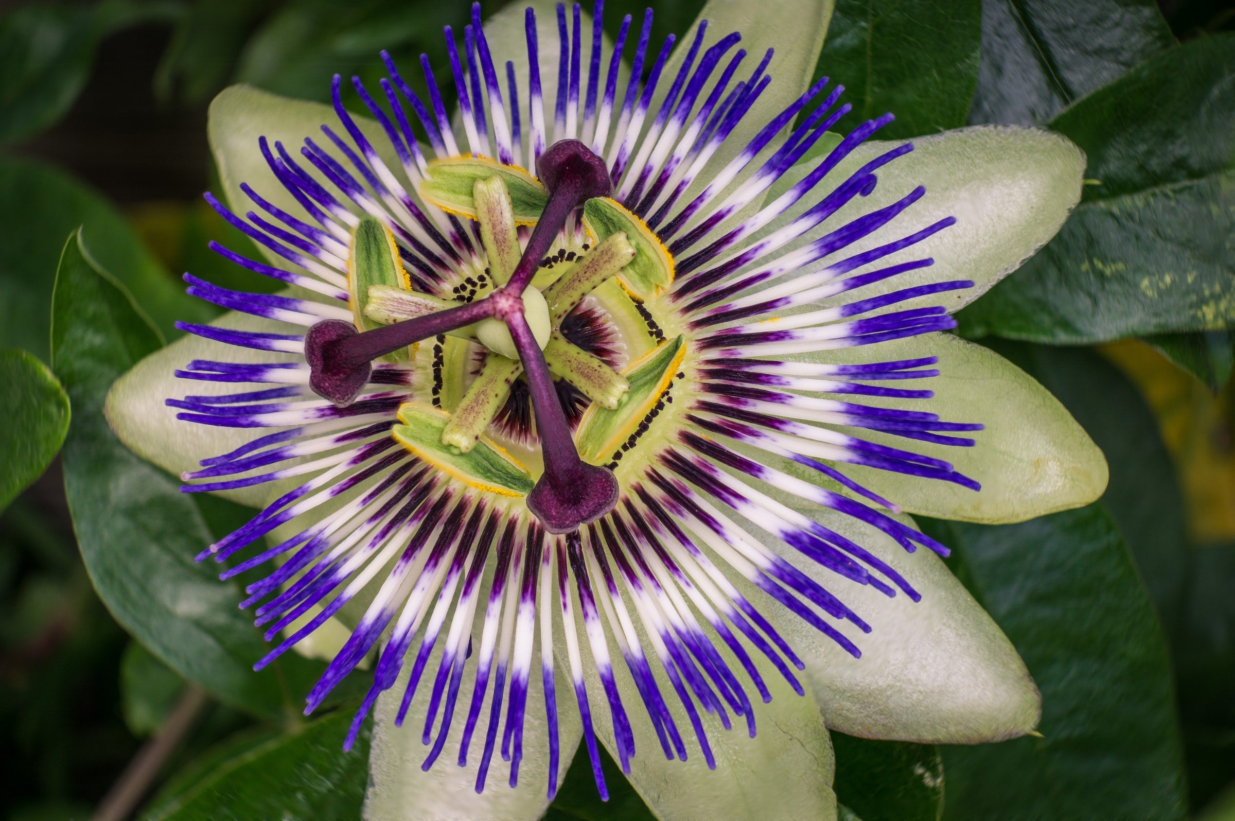 passionflower for relaxation and stress relief | wile