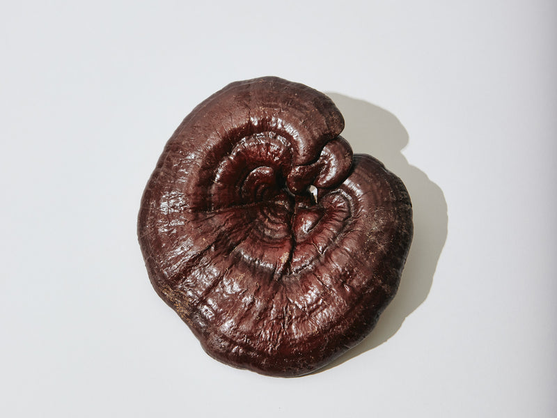 Reishi for Focus and Burnout Relief from Wile. ID: a shiny, round, brown mushroom on a white background