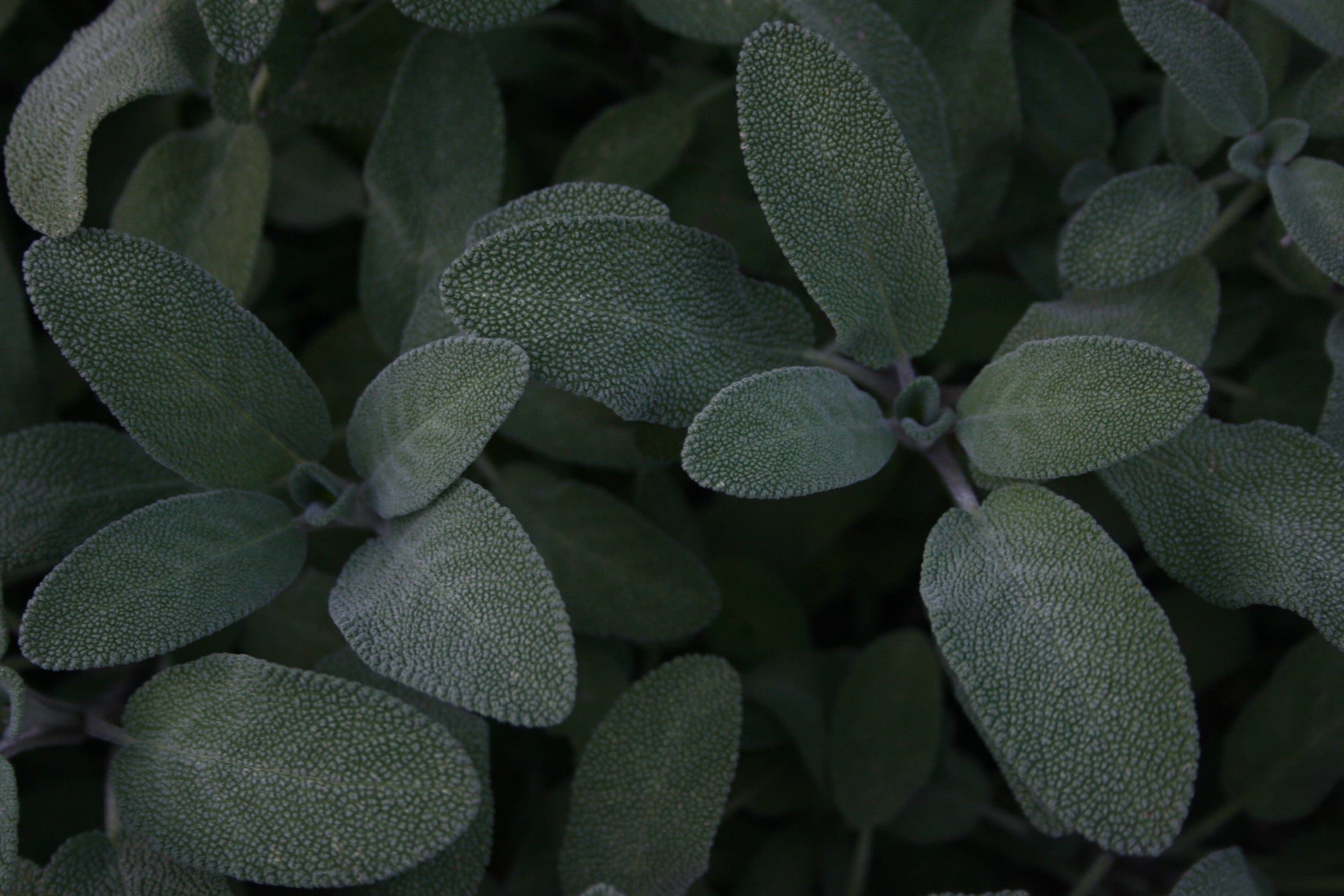 Sage Leaf for Hot Flash Relief Wile