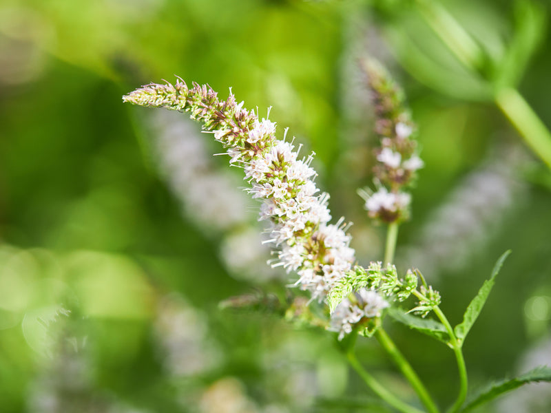 Black Cohosh for Perimenopause Symptoms from Wile