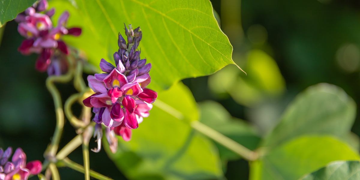 flowering kudzu plant, an ingredient with benefits for menopausal sypmtoms like hot flashes, vaginal dryness and brain fog