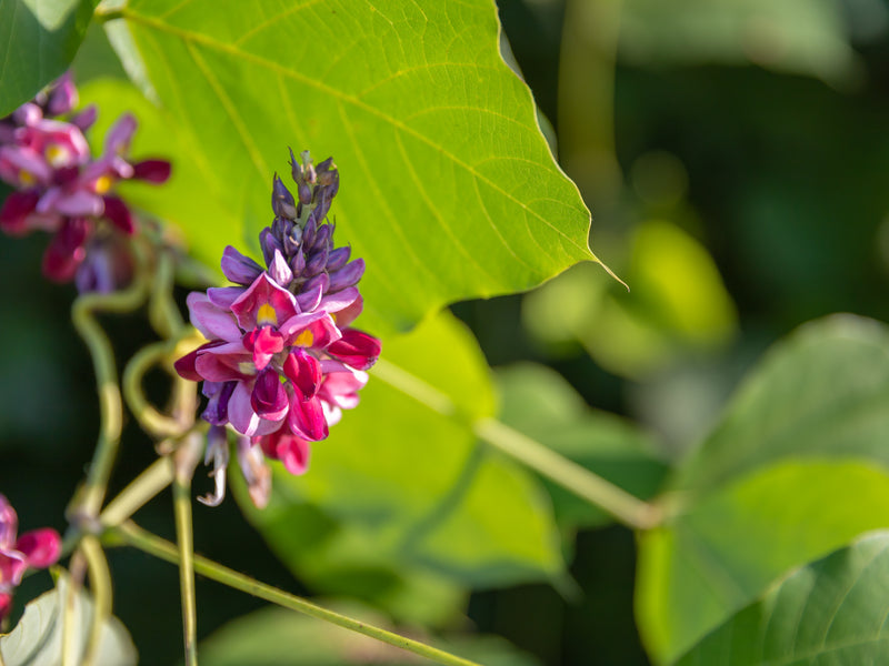 flowering kudzu plant, an ingredient with benefits for menopausal sypmtoms like hot flashes, vaginal dryness and brain fog