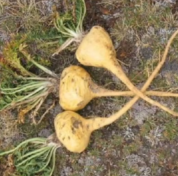 All About Maca Adaptogen from Wile