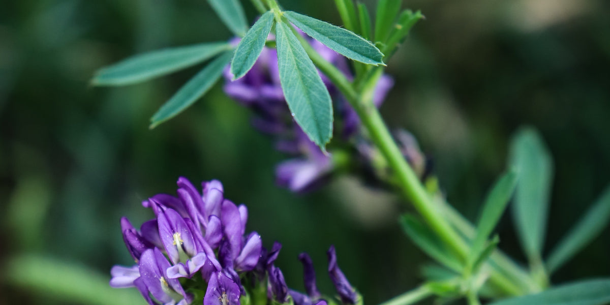 Alfalfa For Perimenopause Support from Wile. Closeup photo of an alfalfa plant with purple flowers and green leaves.