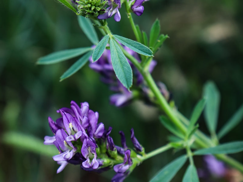 Alfalfa For Perimenopause Support from Wile. Closeup photo of an alfalfa plant with purple flowers and green leaves.