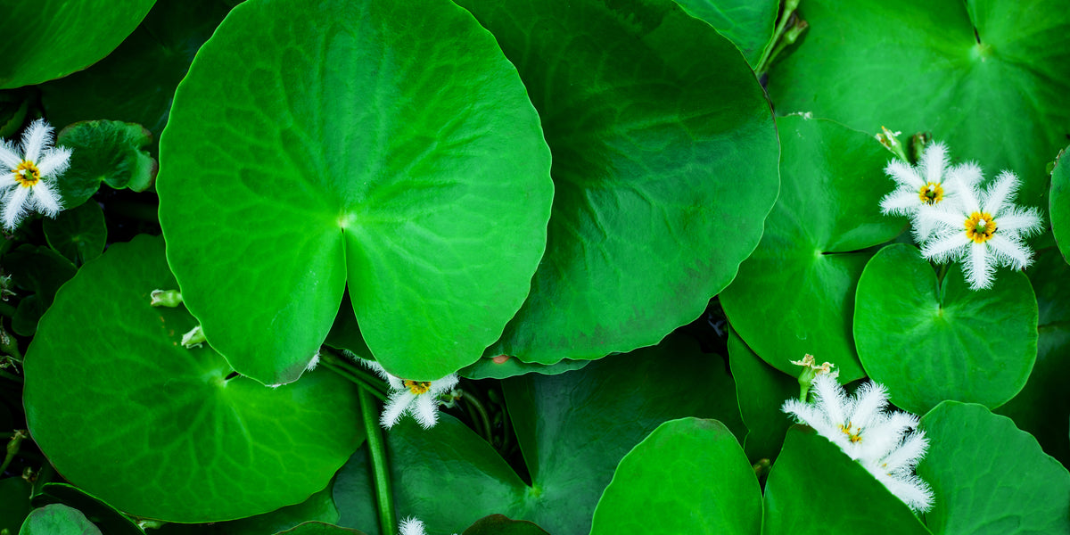 Brahmi for Stress, Burnout & Brain Health from Wile. ID: a closeup photo of brahmi leaves and flowers