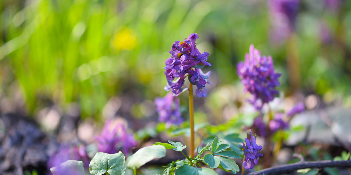 Corydalis for Women’s Midlife Stress from Wile. ID: a purple corydalis flower with a cluster of leaves at the bottom in a meadow.