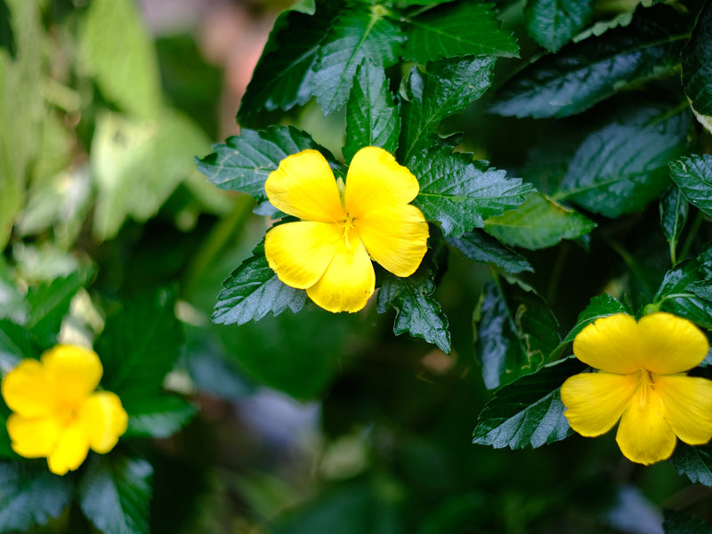 Damiana for Libido and Hormonal Health from Wile. ID: closeup of yellow, 5-petaled flowers on clusters of shiny, serrated leaves.