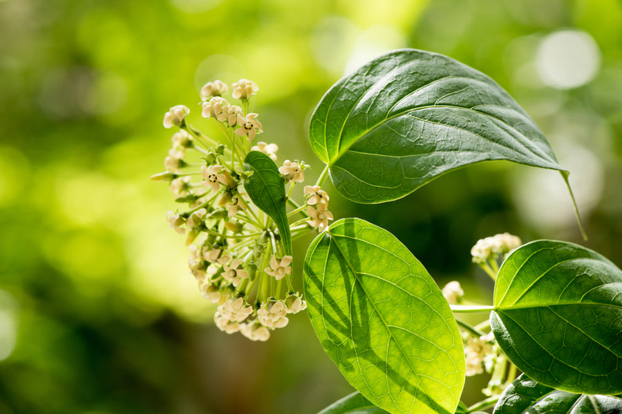 weight loss herbs weight loss herbs