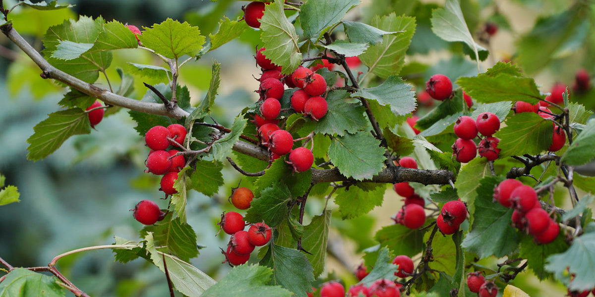 Hawthorn Berry for Women’s Stress Relief from Wile. ID: Bright red berries with a star-shaped black structure on the end scattered through a branch with lots of serrated green leaves. 