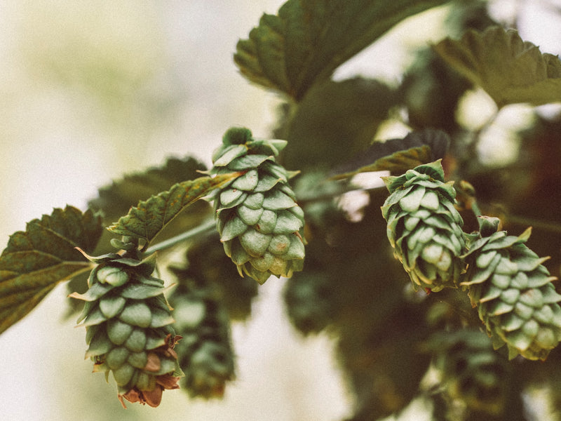Hops for Hot Flashes from Wile. ID: a closeup photo of green hops flowers and leaves, with a blurred background.