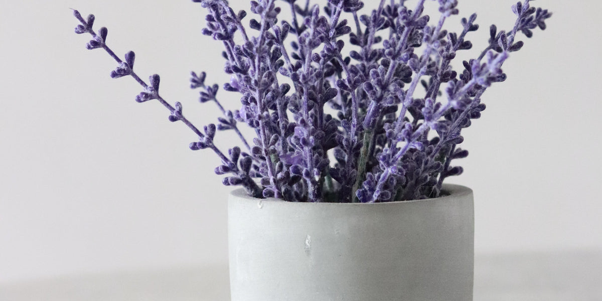 Lavender for Stress Relief from Wile, a bouquet of lavender in a cement planter