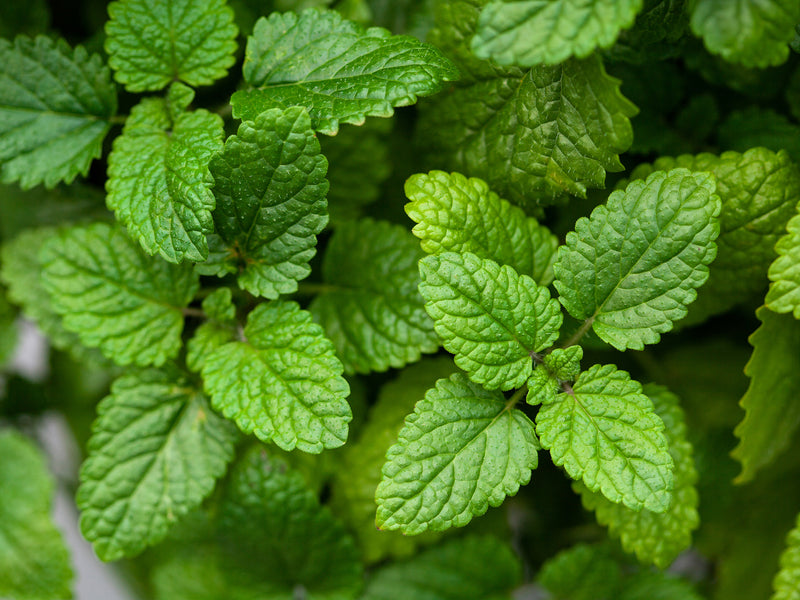 Lemon Balm for Women’s Stress Relief from Wile. Closeup of green lemon balm leaves. They grow in clusters with jagged edges.