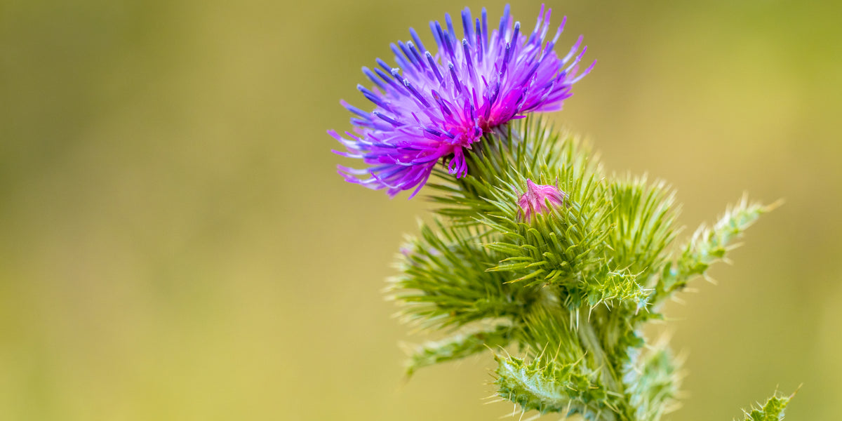 Milk Thistle for Mood Swings from Wile
