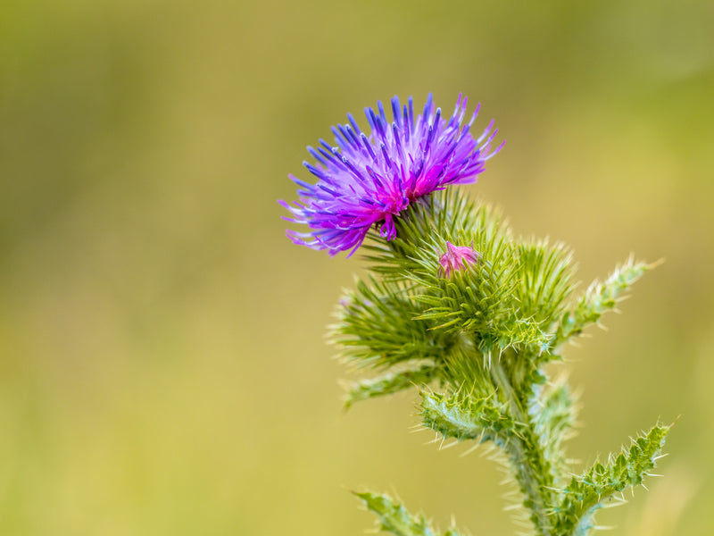 Milk Thistle for Mood Swings from Wile