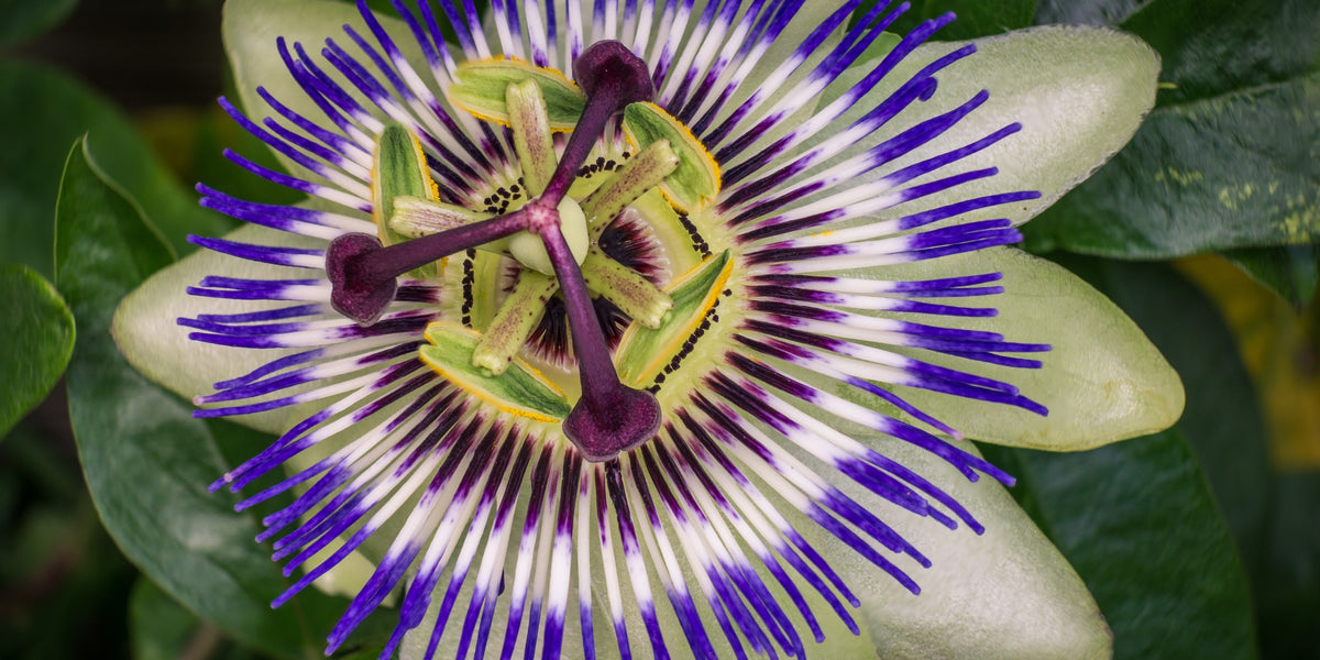 Passionflower for Relaxation and Stress Relief from Wile, closeup of a passionflower