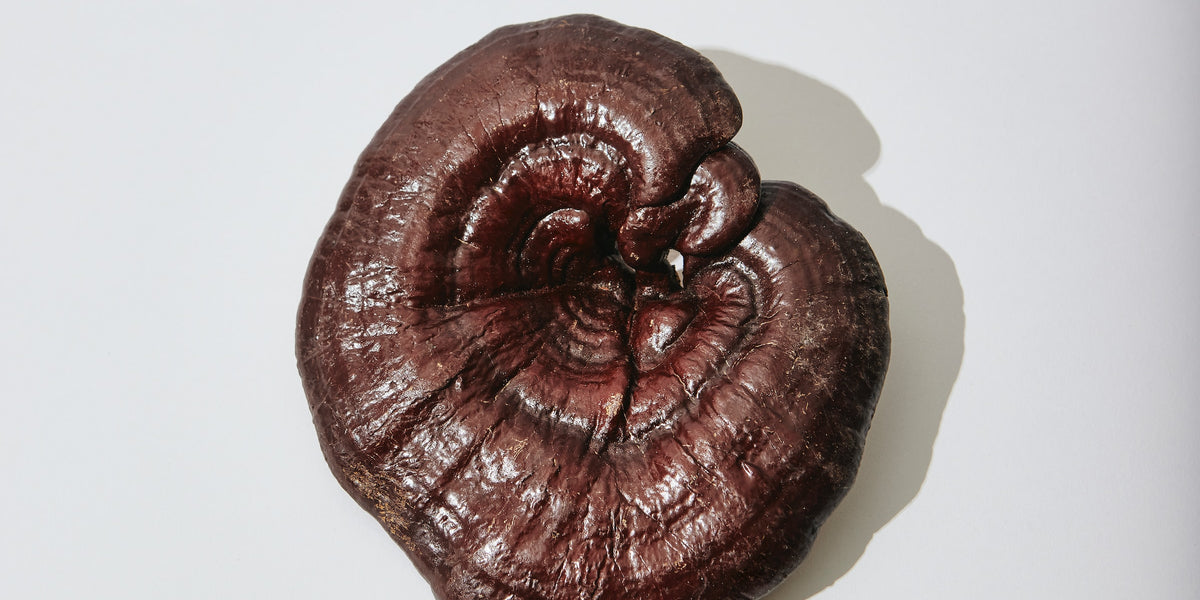 Reishi for Focus and Burnout Relief from Wile. ID: a shiny, round, brown mushroom on a white background