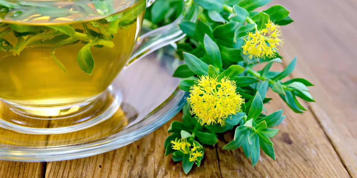 Rhodiola: An Adaptogen for Energy from Wile, a green plant with yellow flowers on a wooden table next to a cup of rhodiola tea