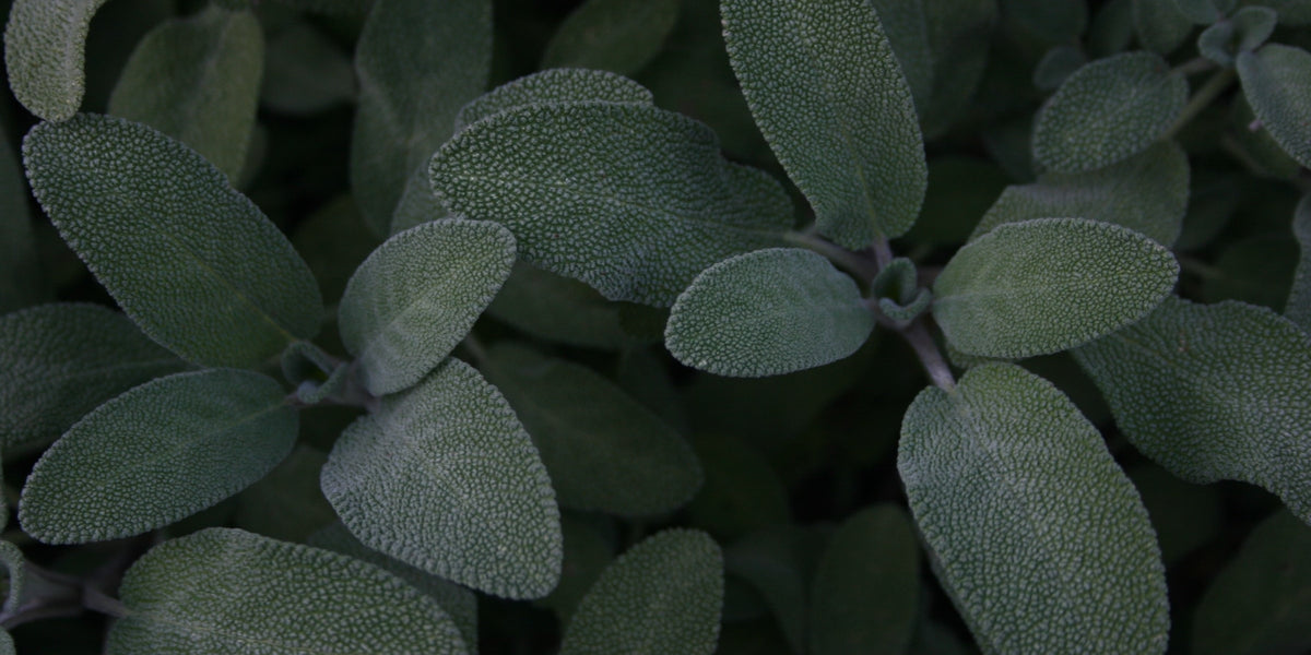 Sage Leaf for Hot Flash Relief from Wile. ID: sage green leaves with lots of texture up close.