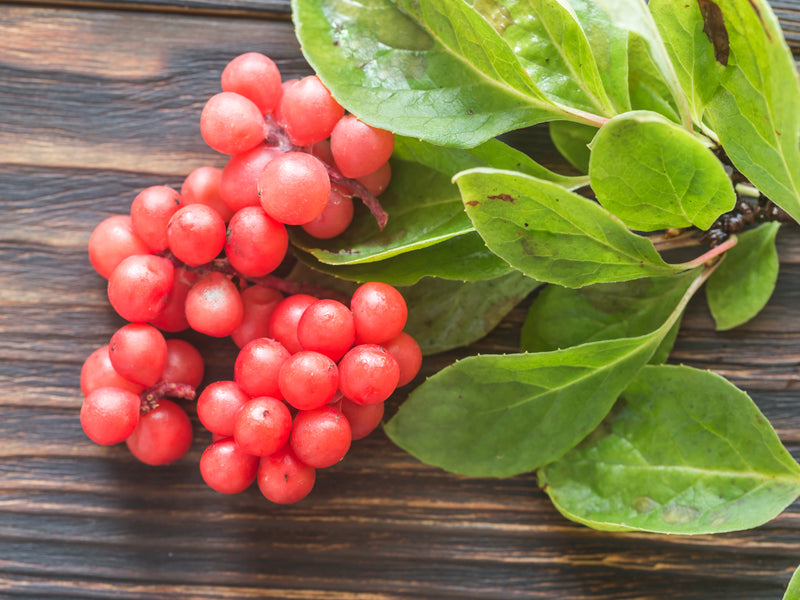Schisandra Fruit for Focus & Mood from Wile. ID: a cluster of shiny, red, round berries and a sprig of leaves on a woody stem against a dark wooden background.